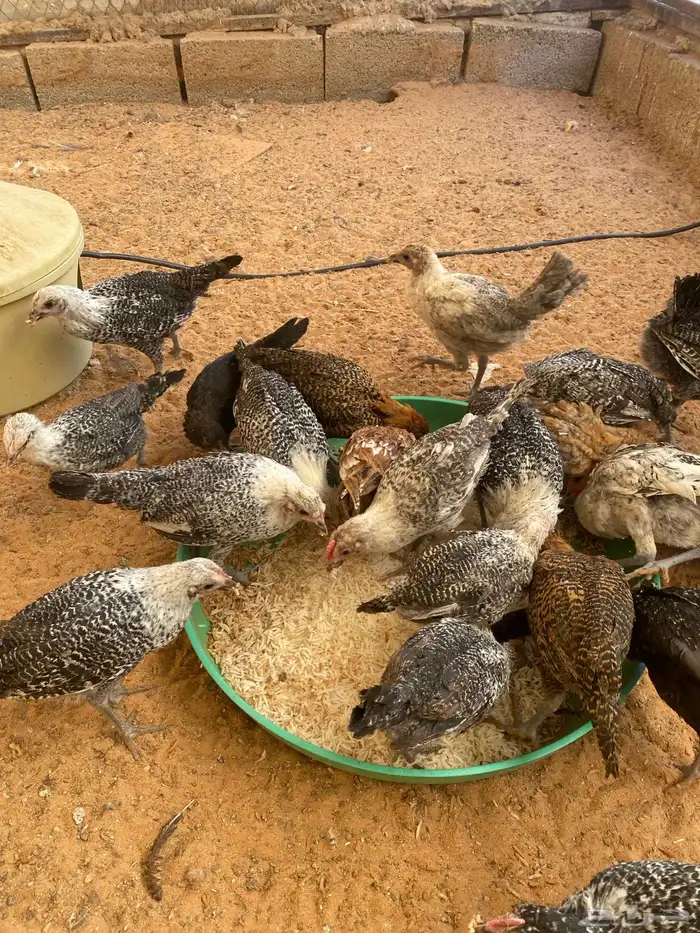 فراريج فيومي 0