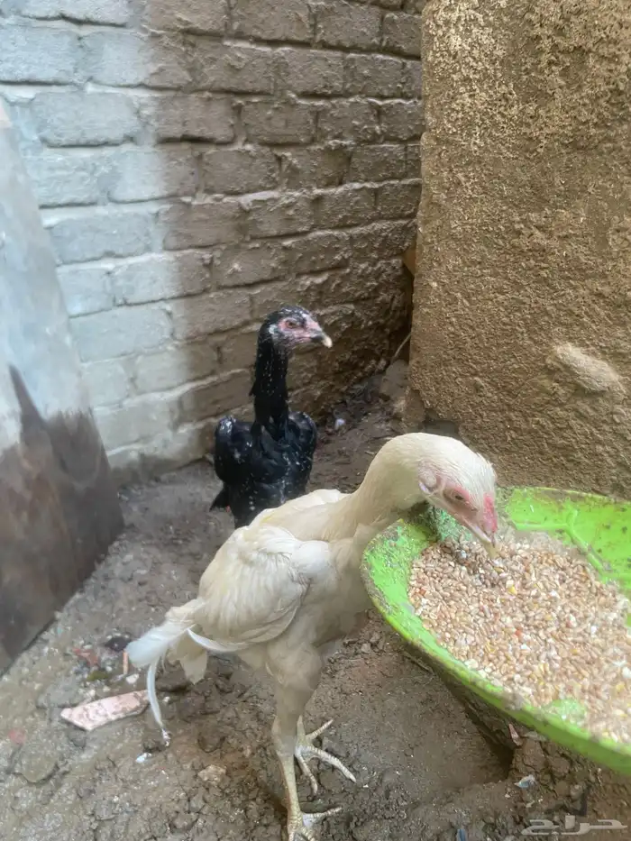 دجاج باكستاني 2