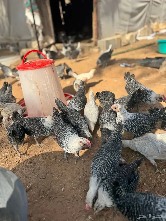 صوص العمر فوق شهرين 5