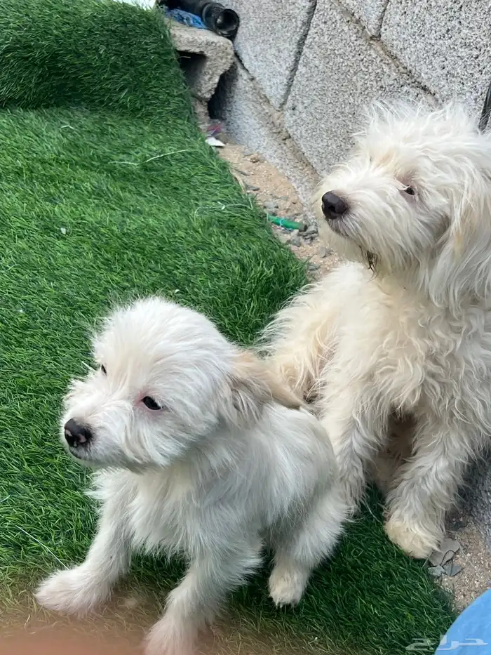 للبيع كلب مالتينز 2