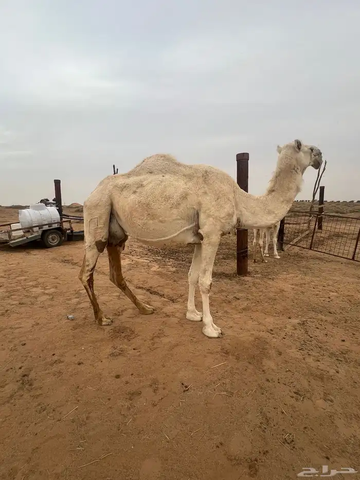 عشرا شقحاء شرط الهدوه والحليب وعشرا صفرا 0