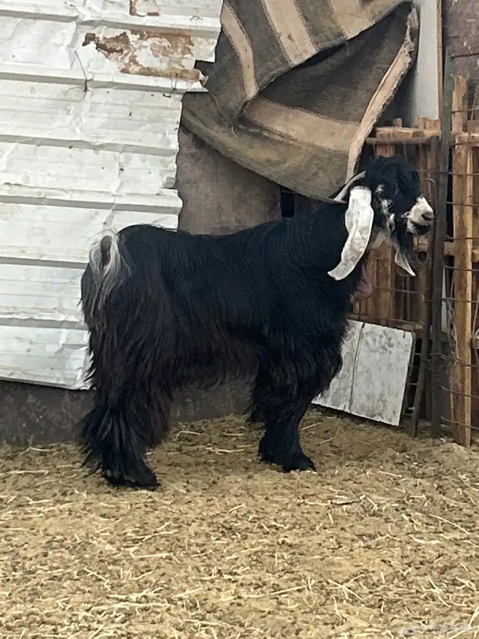 تيس عارضي رباع وتيس ابو 8 شهور 1