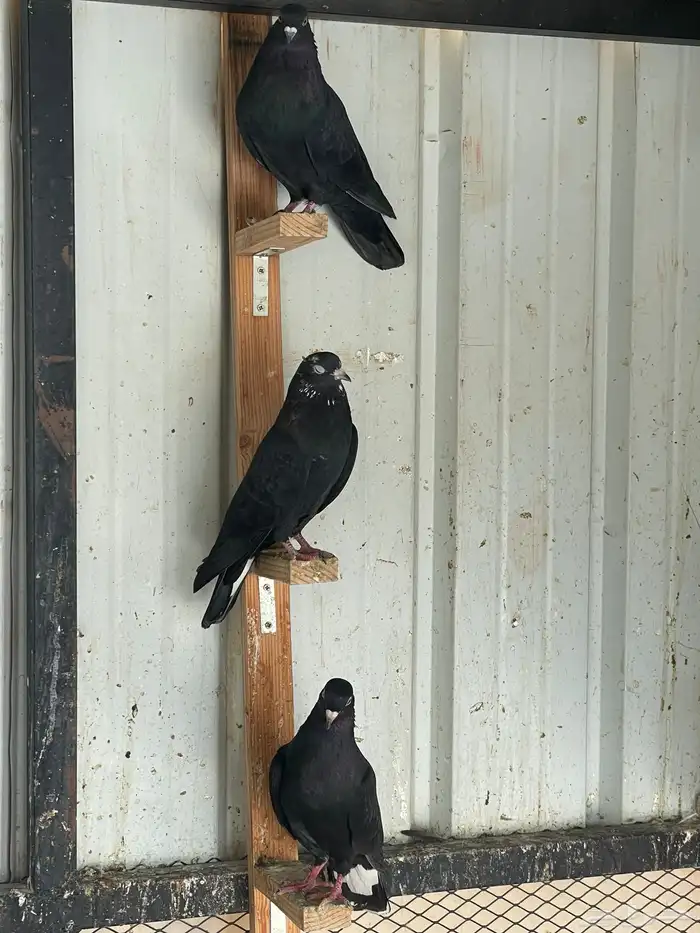 حمام قطايف للبيع 2