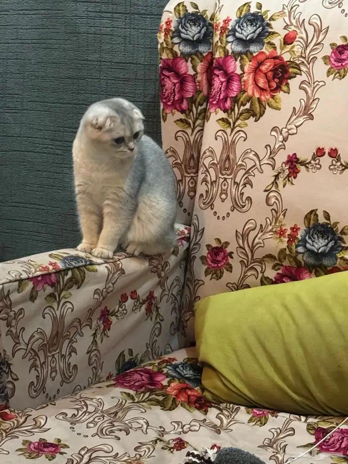 سكوتش فلود البيعه سريعة والقطاوة صحتها ممتازه ولعوبه 1