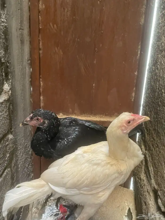 دجاج باكستاني 0