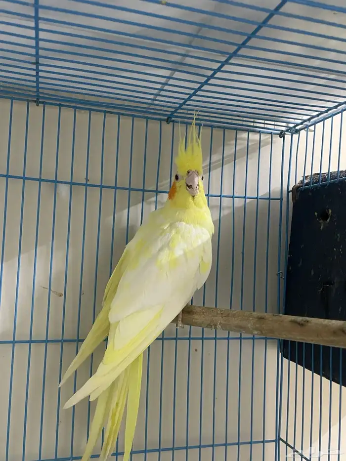 انثى لاتينيو 0