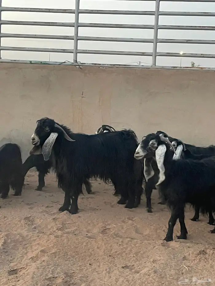 معزاء مع فحلهن ( تم البيع ) 0