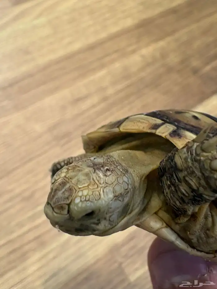 سلحفاة في الرياض حي قرطبة 4