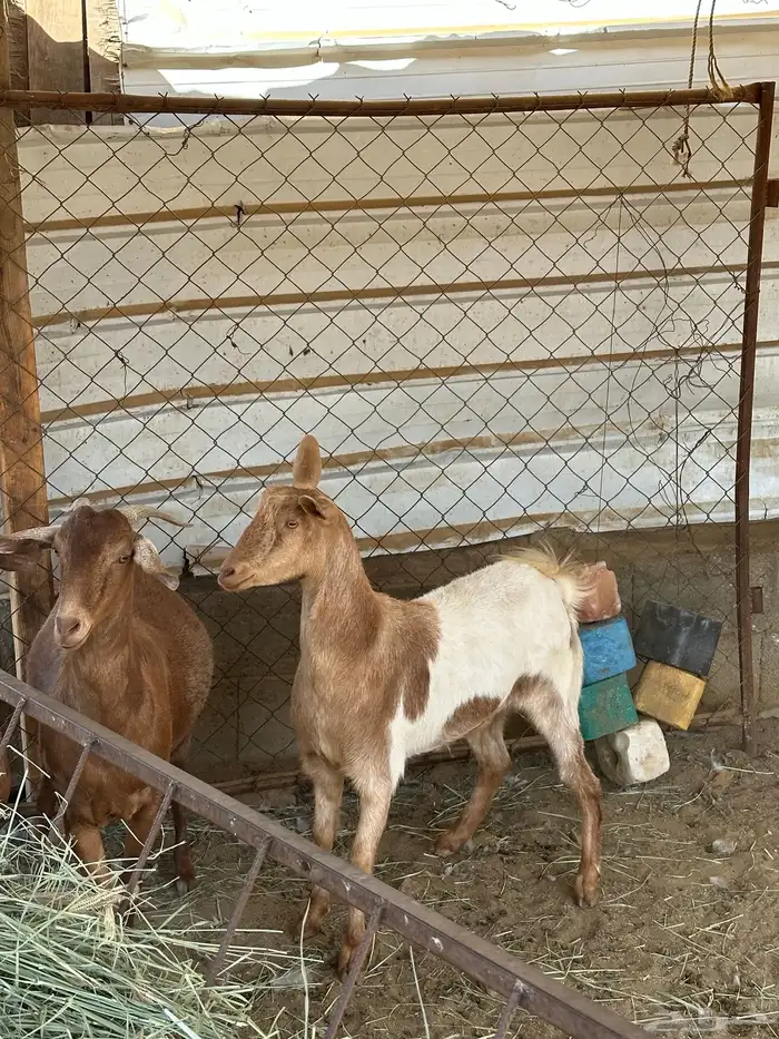 للبيع اربع ماعز دفع مع فحلها 5