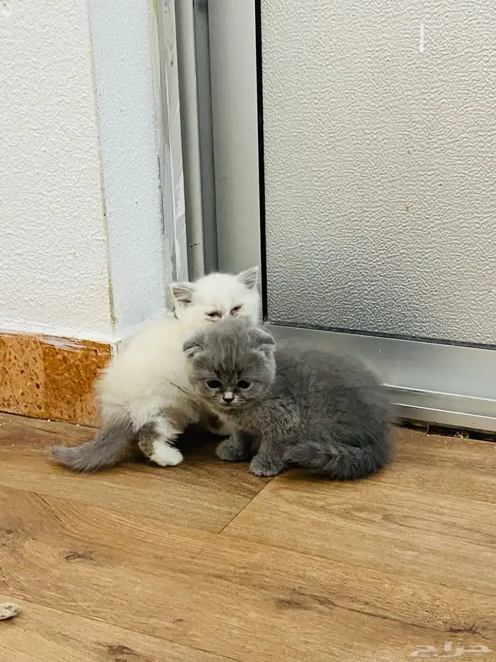 للبيع على السوم العمر 3 أسابيع 3