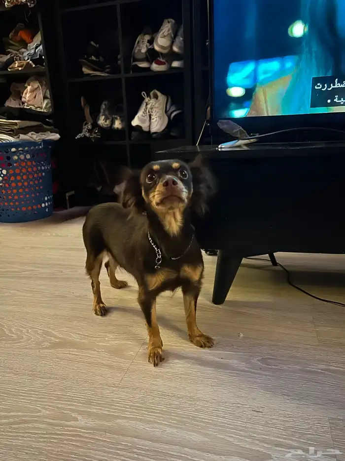 كلاب شيواوا للتبني ( برسوم ) 1