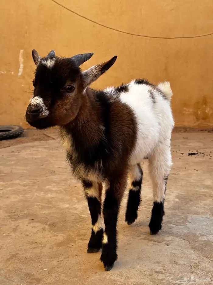 تيس قزمي اربع شهور 0