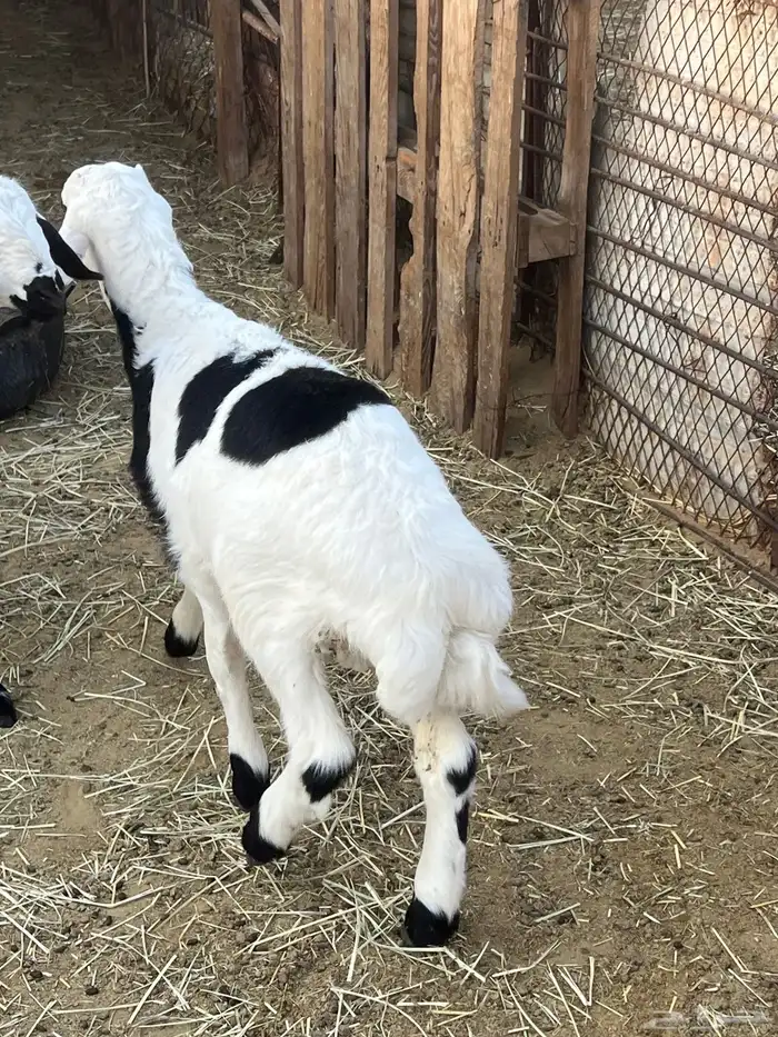 للبيع خروفان 2 تحت امهاتهم 10