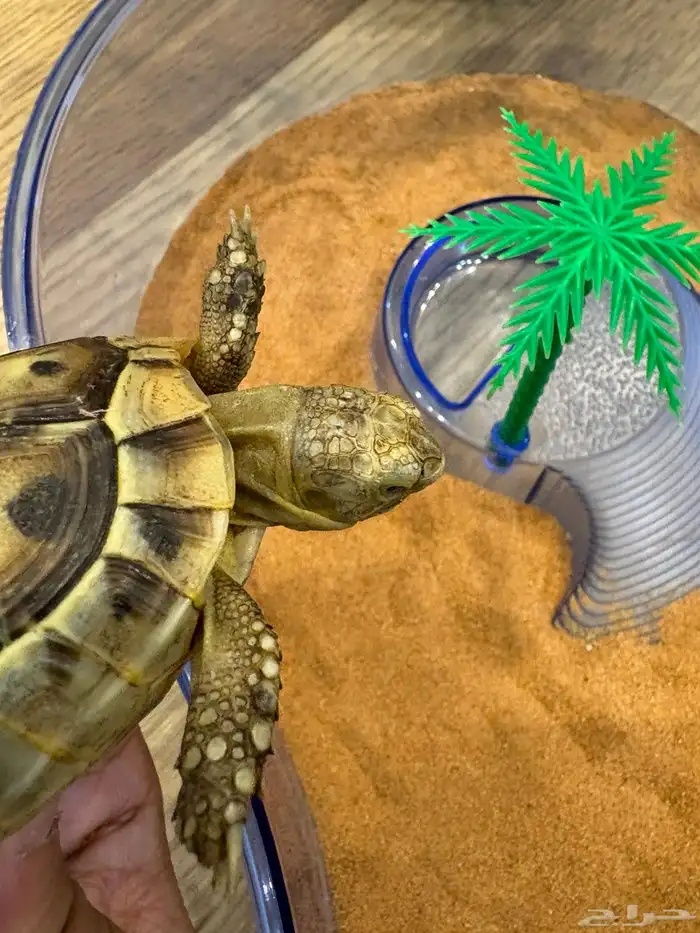 سلحفاة في الرياض حي قرطبة 1