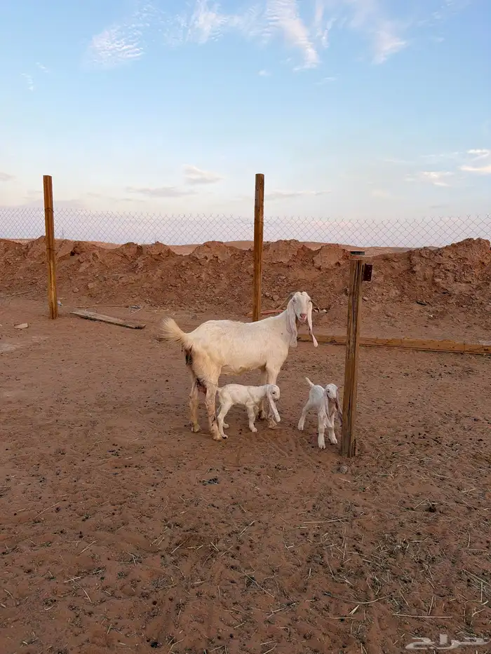 عنز برصا خصم متبع بجفرتين السن تامه شبب الموقع جنوب الرياض 2