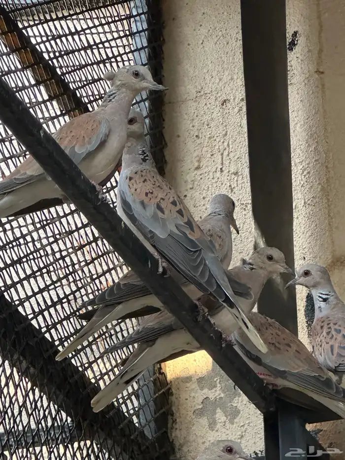 قمري ( نزل ) 5