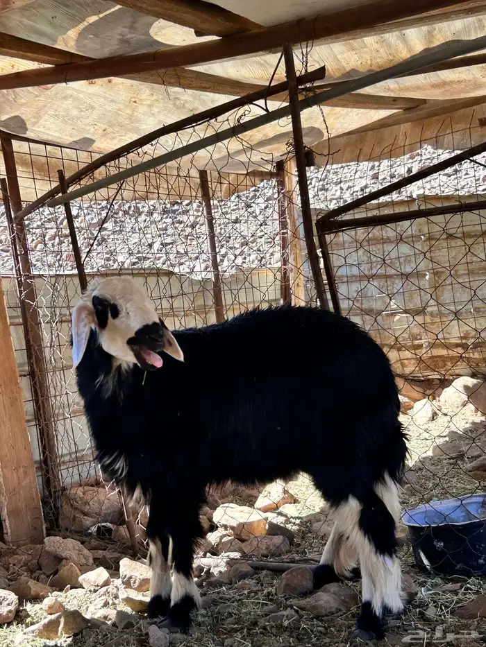 رخل الي يبي يقني طيبة بالحيل 0