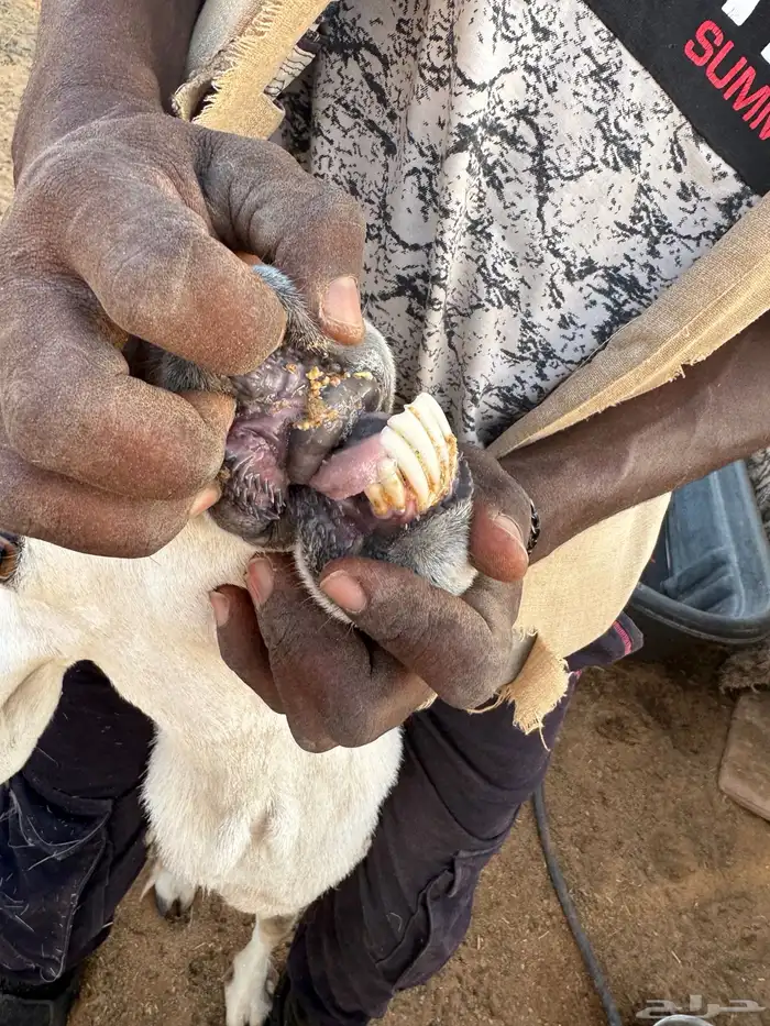 حرية صنف شحم 0