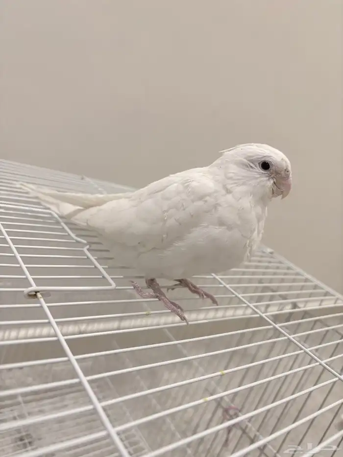 فرخ كروان اللبينو نهاية غر هدد نشبه 0