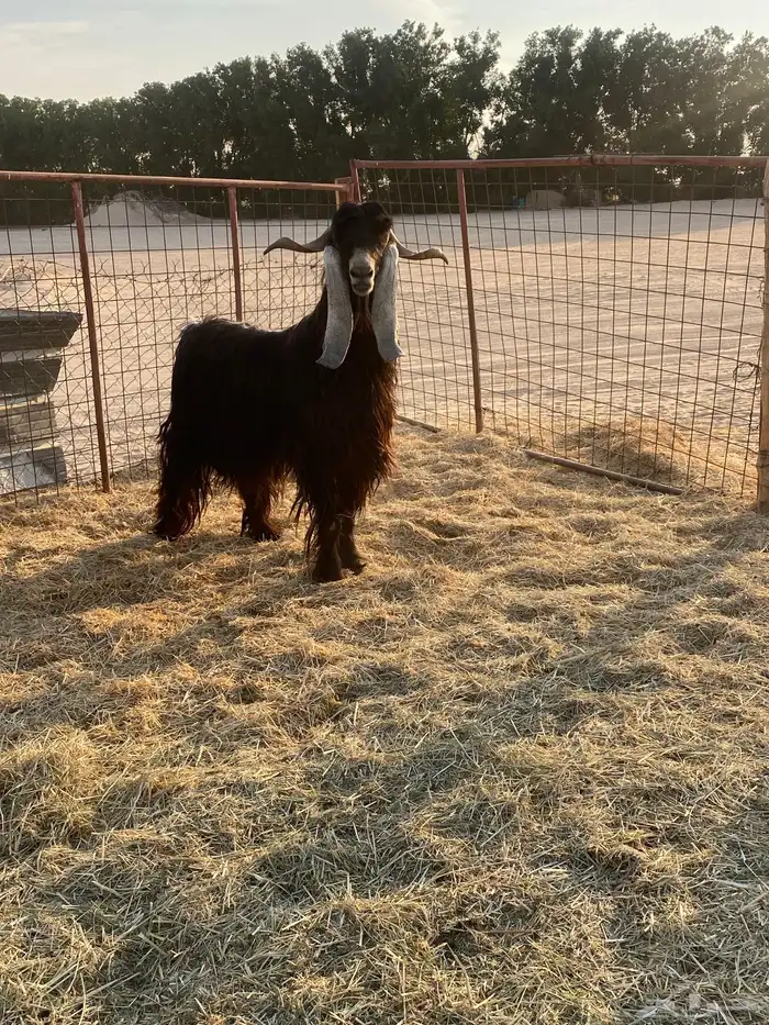 تيس فحل حار في القريع 2