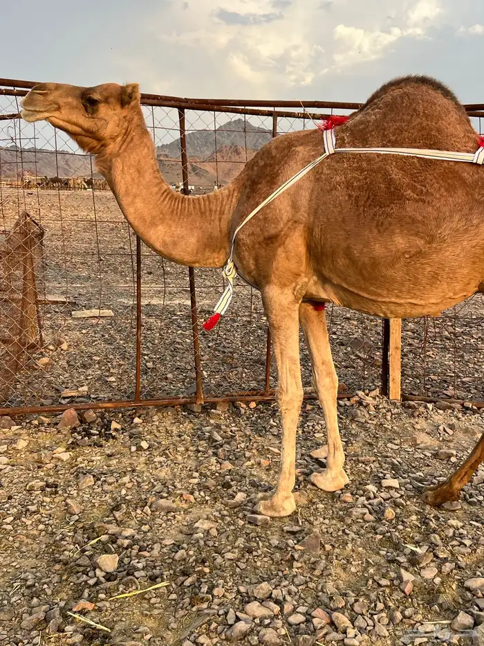 خلفه حمرا ساحليه من بل وادي الحمض من 12500 تم البيع 1