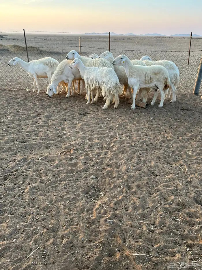 حريات حرش طيبه 1