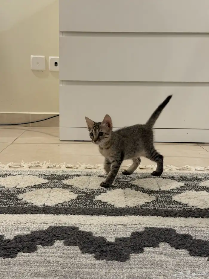 قطط للتبني بلدي لعوبيين 17