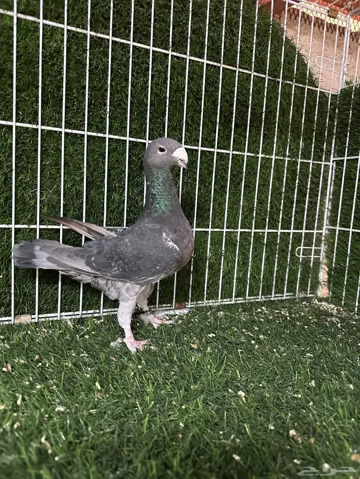 حمام بيوتي هومر 1