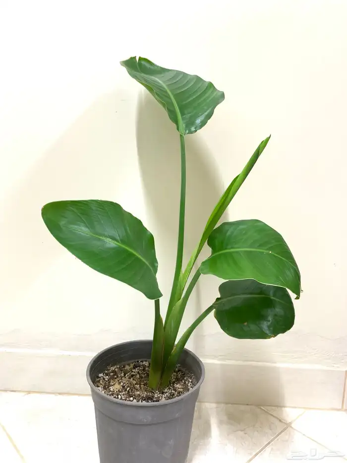 نباتات داخلية 0