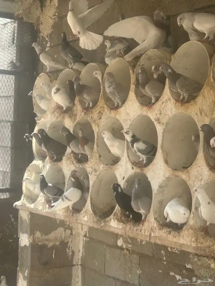 بيع حمام شامي 7