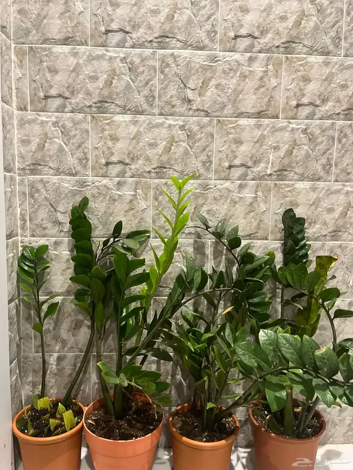 نبات داخلي للبيع واسعار الزاميا منافسة 7