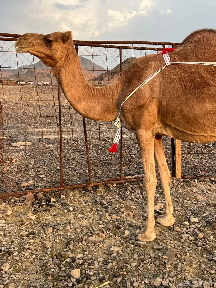 خلفه حمرا ساحليه من بل وادي الحمض من 12500 تم البيع 0