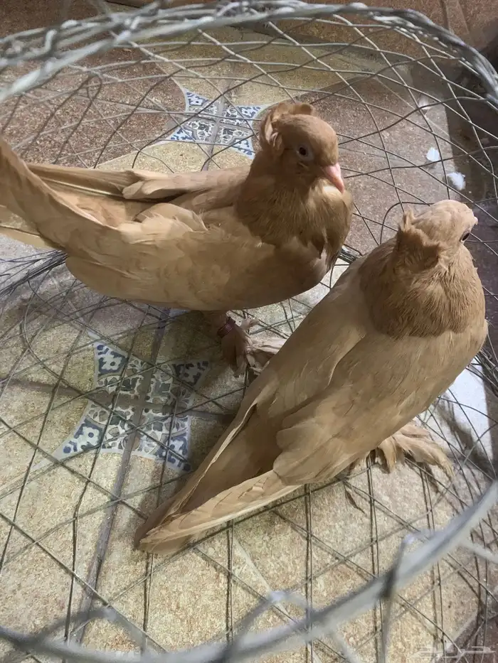 جوز حمام عراقي 2