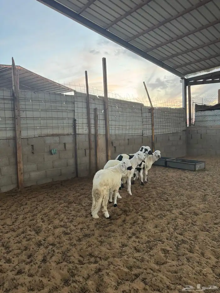 خرفان سواكن 7