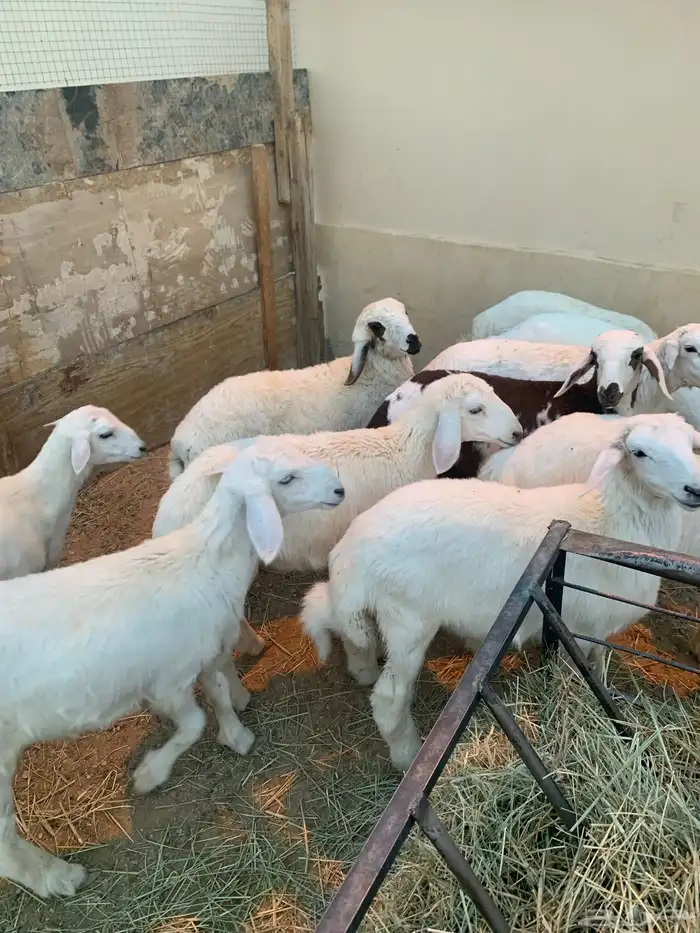 الربعه شهور العدد خمسطعش خرفان 6