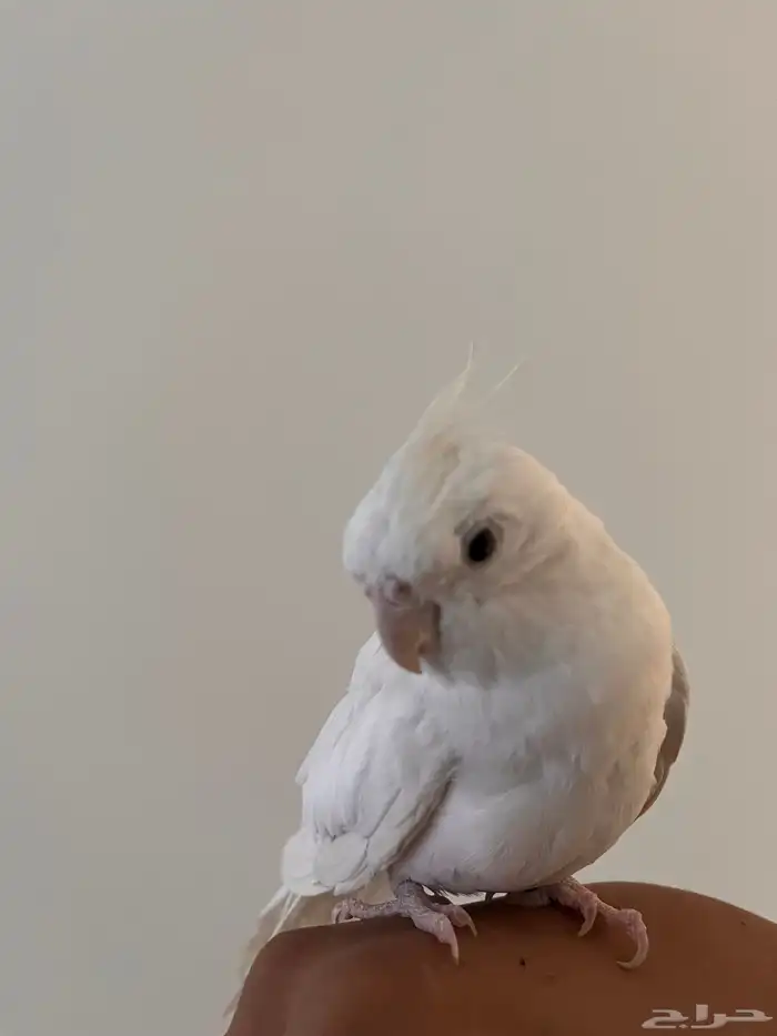 ببغاء كروان غير أليف 1
