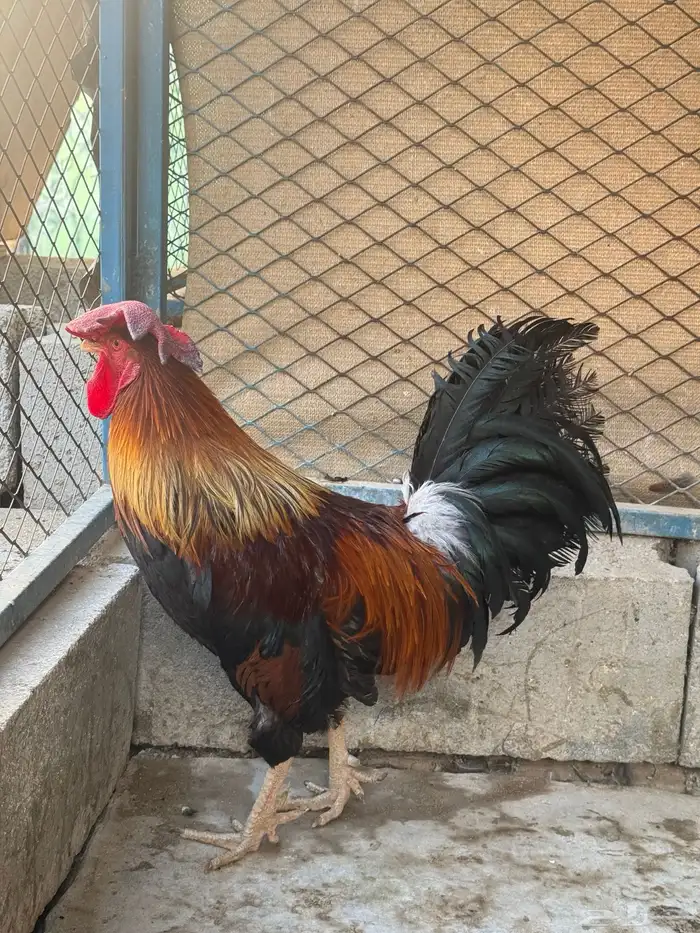 ديك فري جرم كبير التفاصيل في اعلاني السابق 13