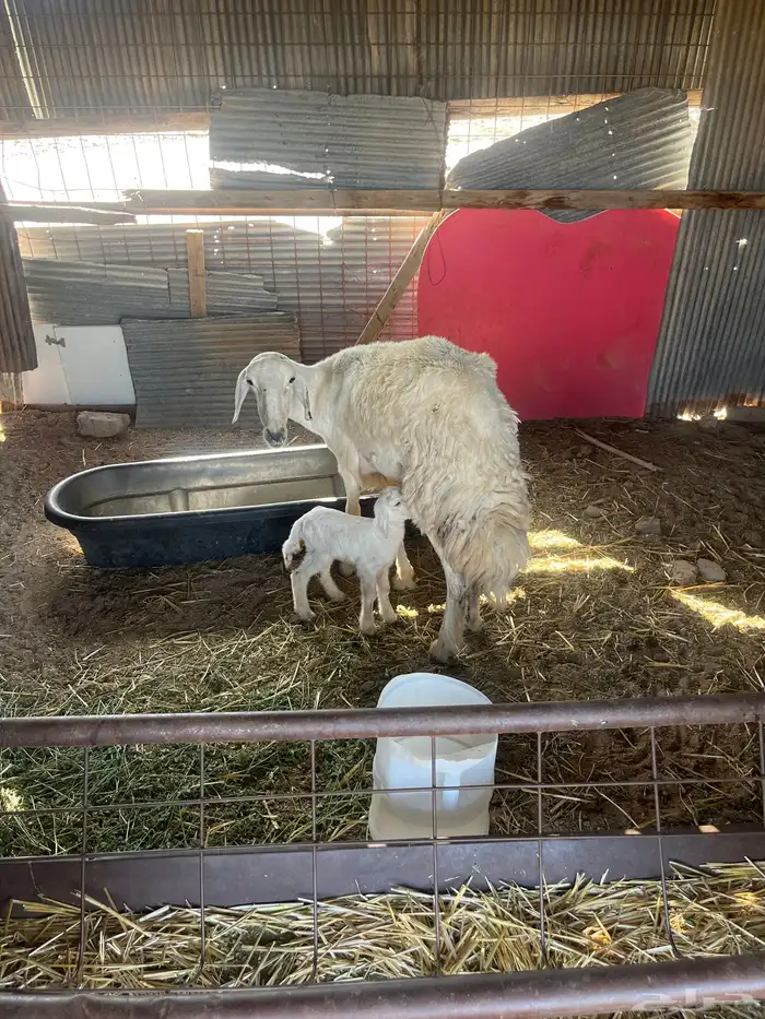 رخال وخرافان فاخر من الاخر مع نعجتين 4