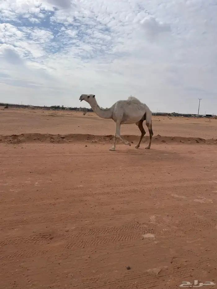 لقحات العدد ثنتين 2