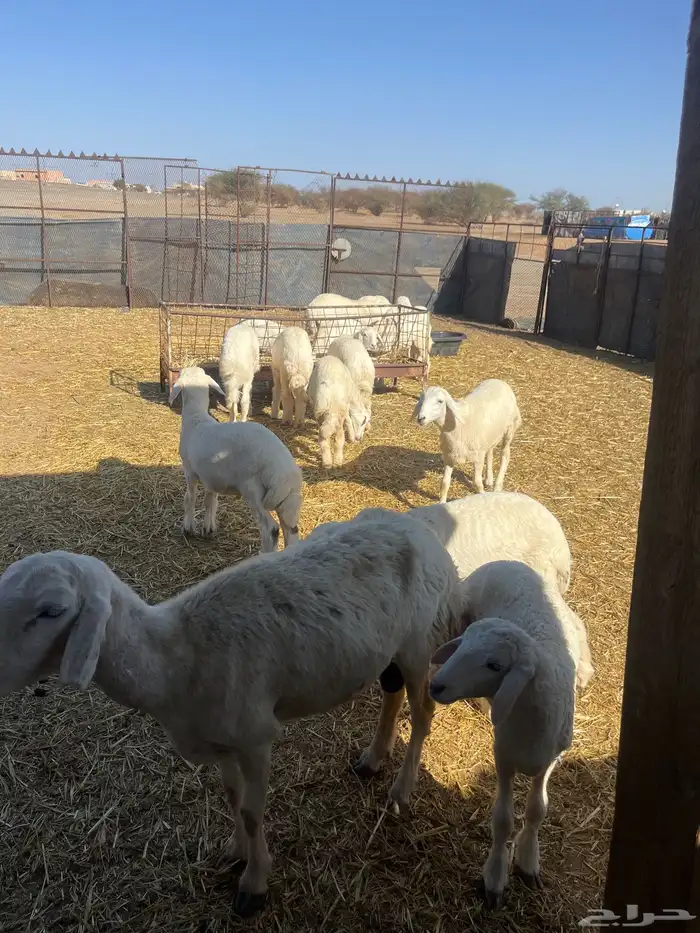 رخال وخرافان فاخر من الاخر مع نعجتين 3