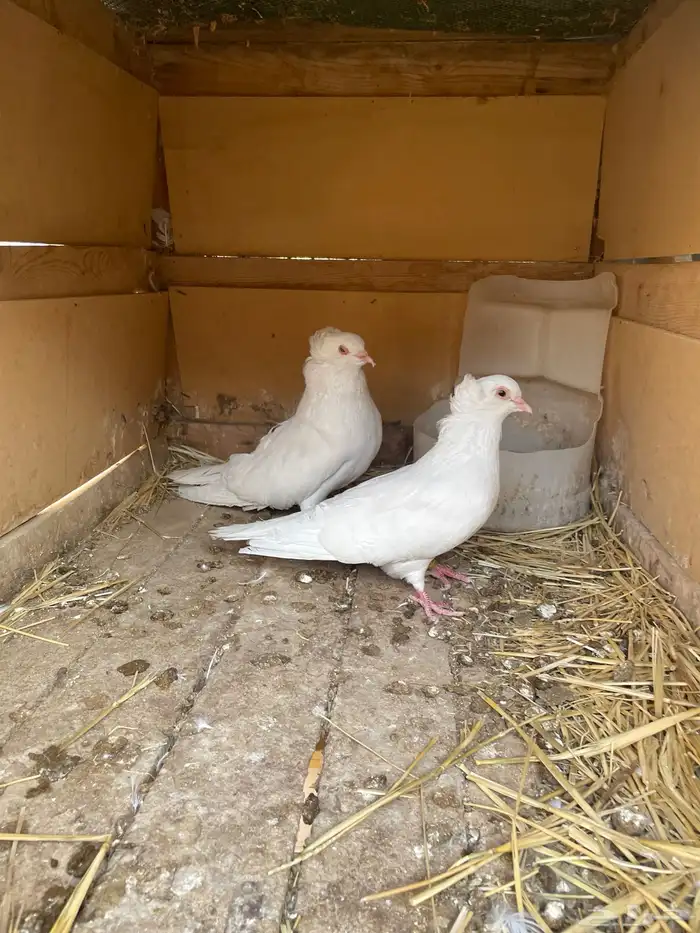 للبيع بط حمام 1