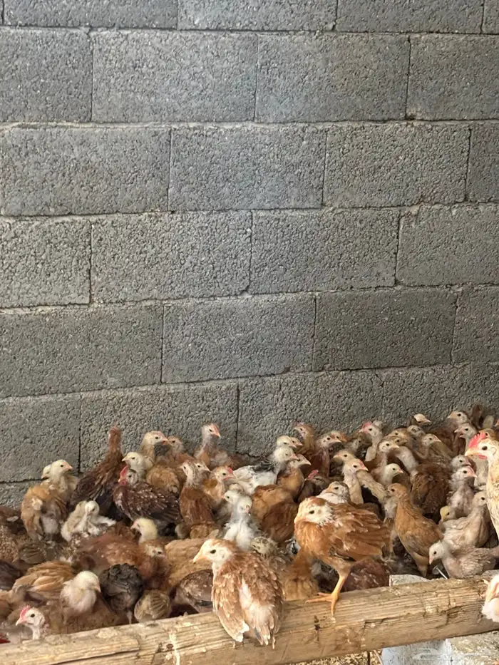 صوص دجاج بلدي 1