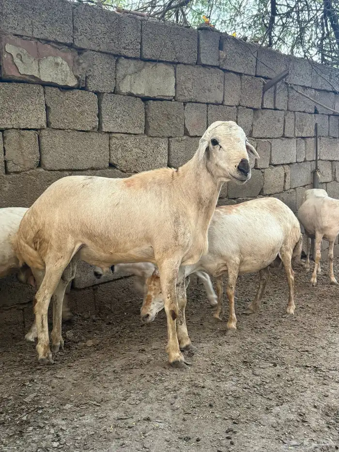 كبش فحل 3
