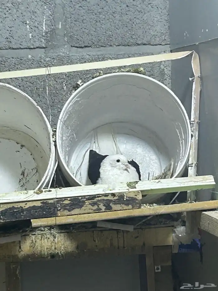 محمية طيور للبيع حمام كروان منتج 5