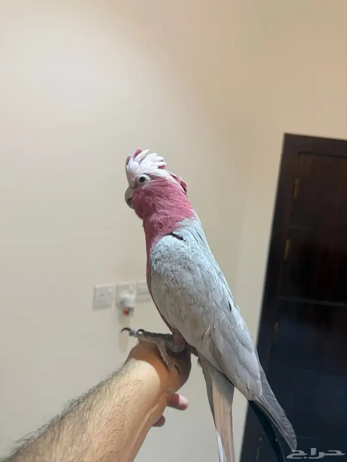 ببغاء كوكاتو قالا 1