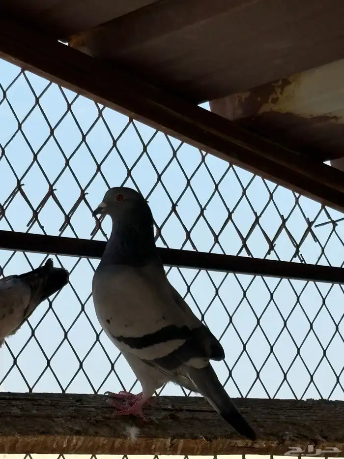 حمام عادي للعس 0