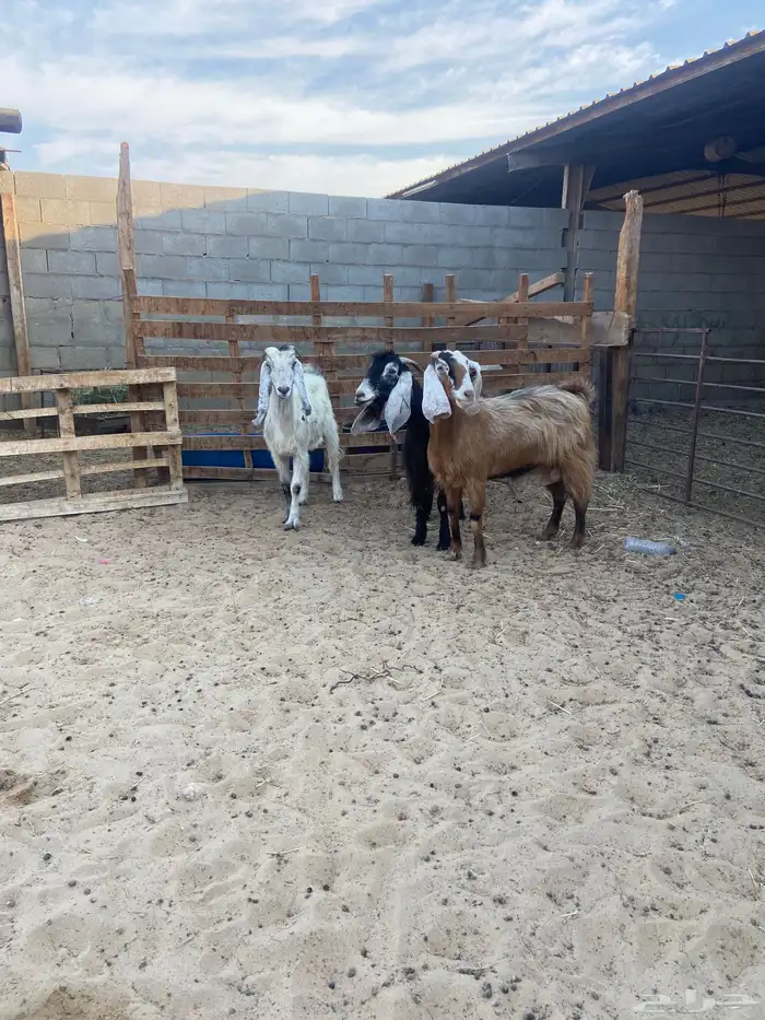 معزا عدد 3 الحمرا دافع حول شهرين ونص الى ثلاث شهور 1