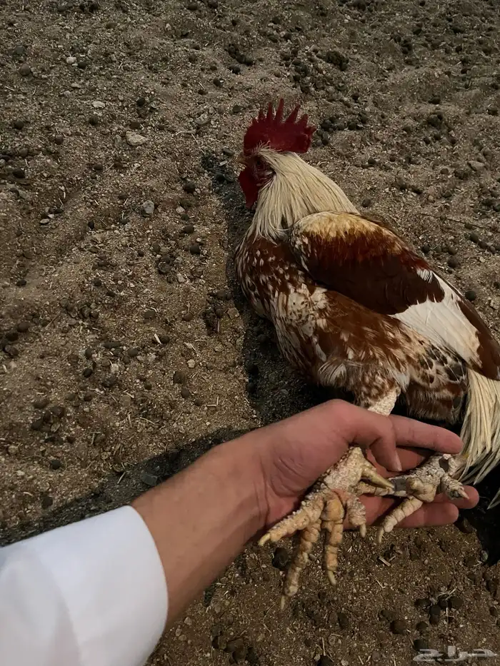 دجاج عربي مع فيوم ( تم البيع) 3