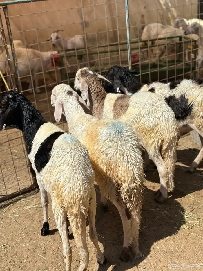 ذبايح حري وسواكني 7