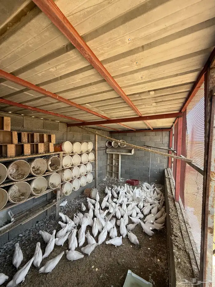 حمام فرنسي انتاج 60 جوز تقريبا 0